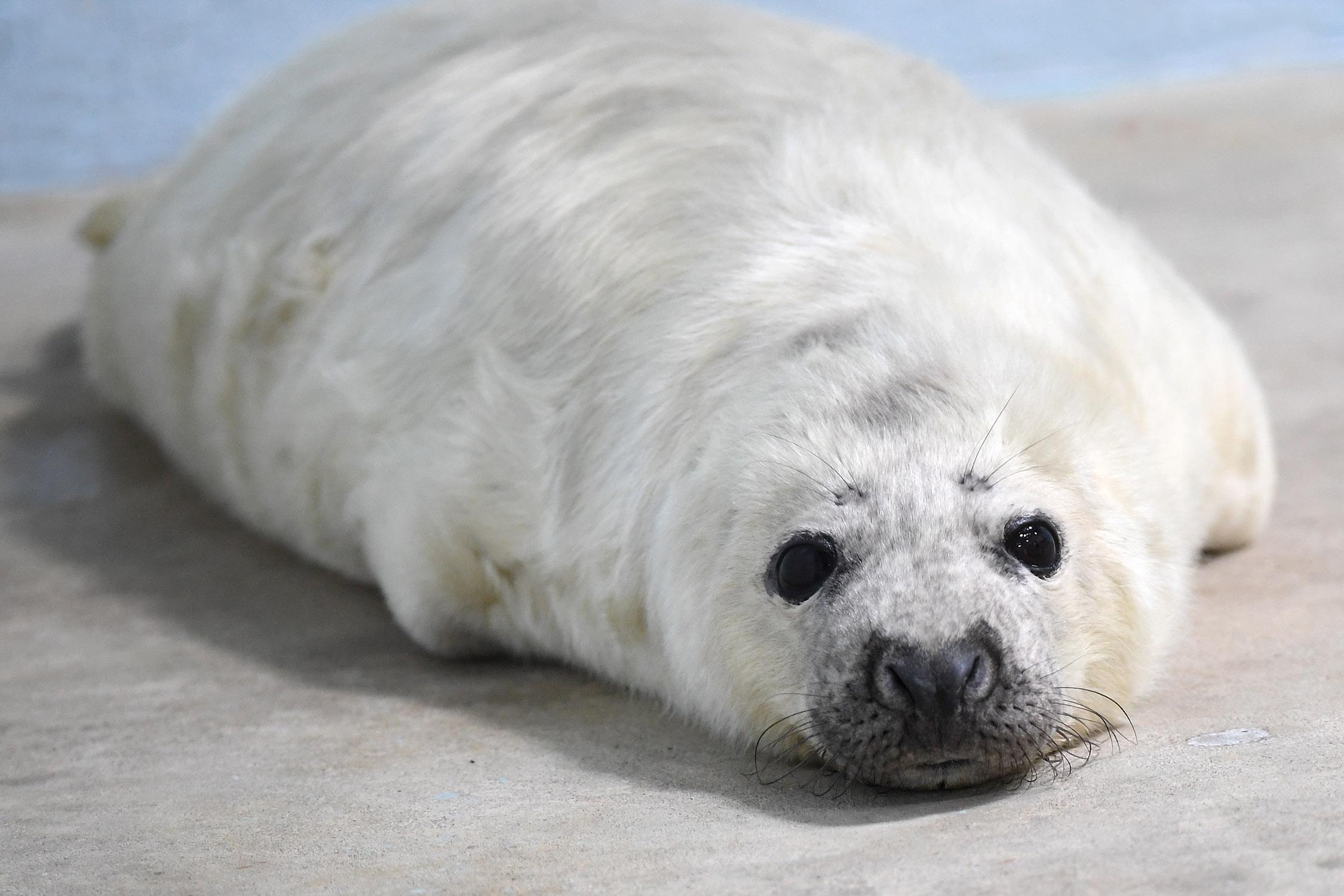 Gray Seal Pup Born At Brookfield Zoo Chicago News WTTW   Gray Seal 1 0112 